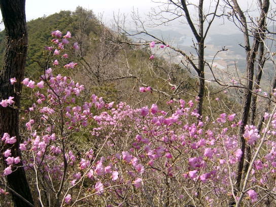 두승산 정상 길의 흐드러진 진달래 